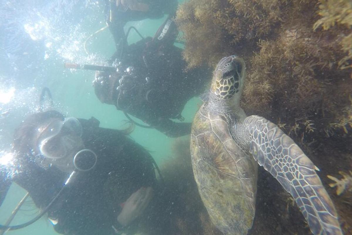 a green sea turtle and a diver in the water
