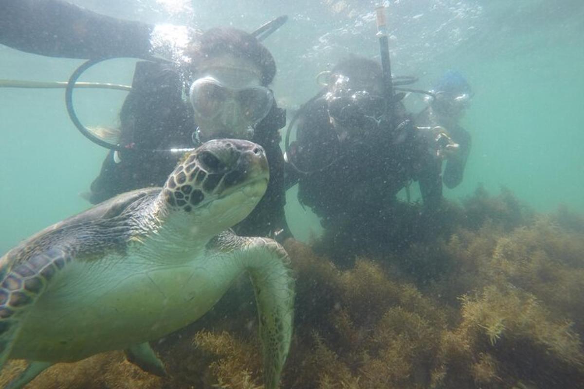 a turtle swimming in the ocean with two divers