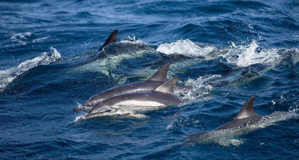 a group of dolphins swimming in the water