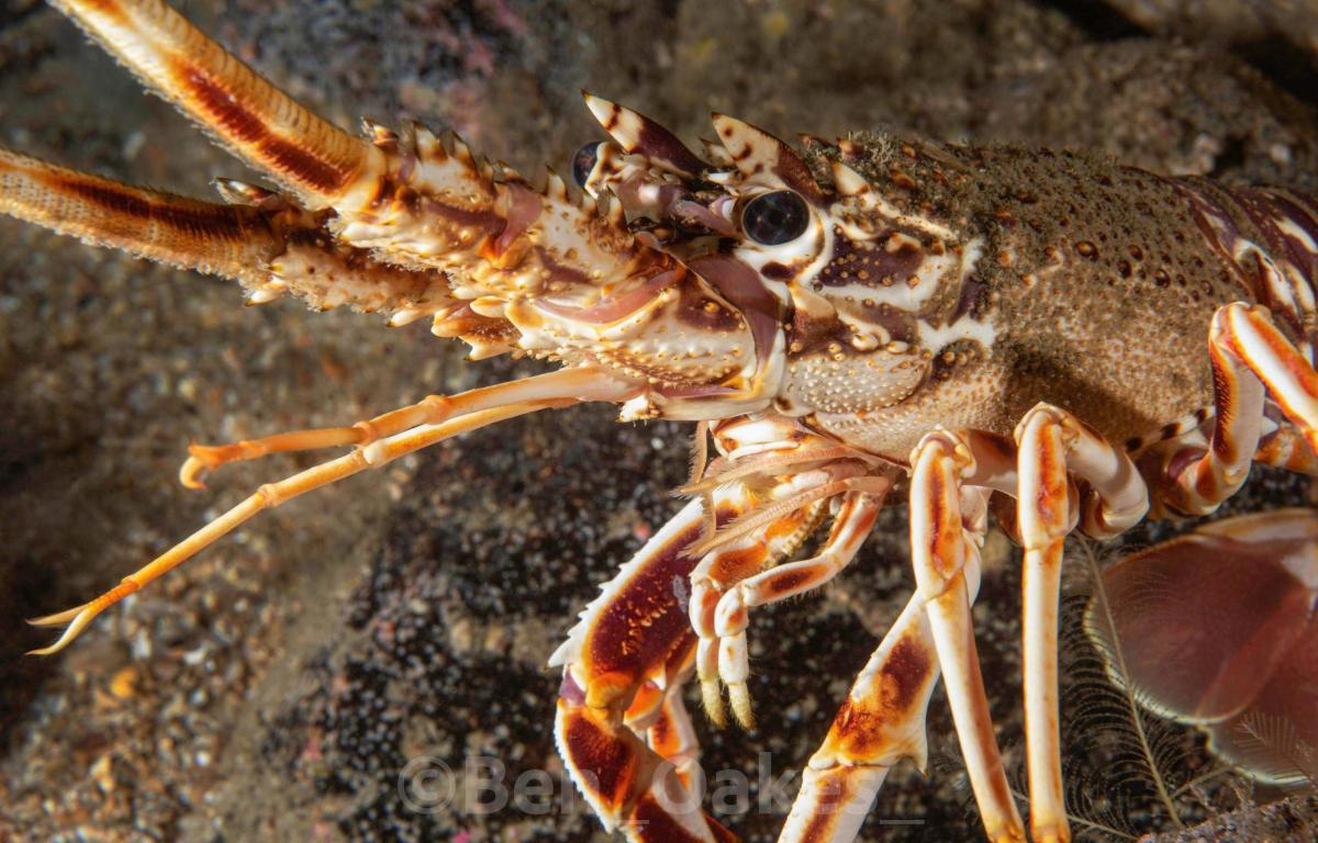 a close up of a crab on a rock