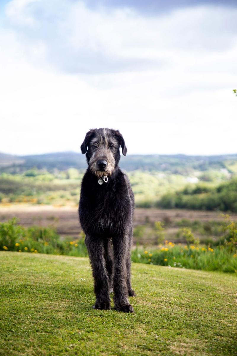 a black dog standing in the grass on a field