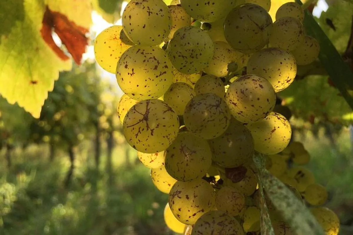 Elsass: Besuch eines einzigartigen Strohballenweinguts/Verkostung biodynamischer Weine – Foto 5