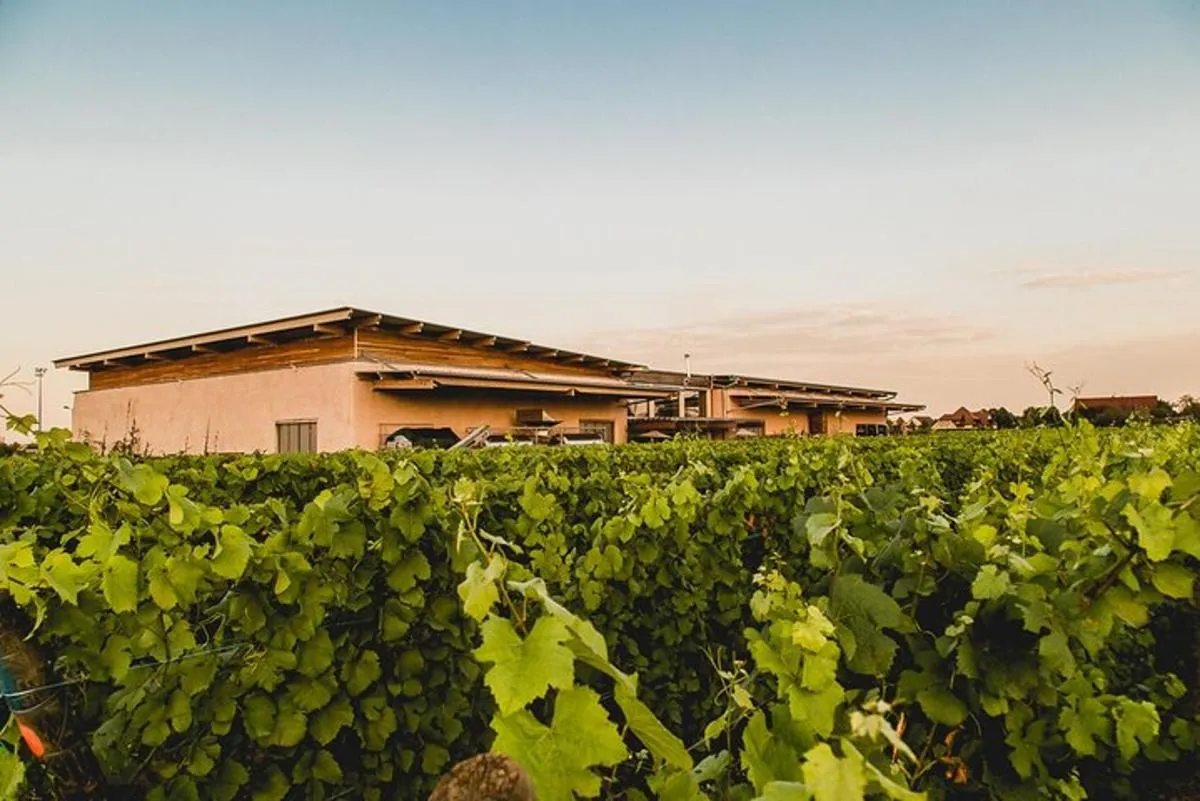 Alsace : Visite Chai Paille Unique/Dégustation Vins Biodynamiques – photo 6