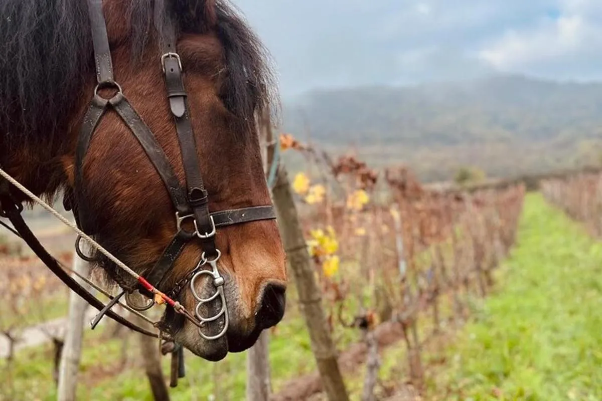 Alsace : Visite Chai Paille Unique/Dégustation Vins Biodynamiques – photo 10
