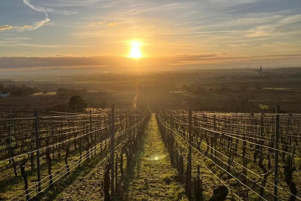 Alsace : Visite Chai Paille Unique/Dégustation Vins Biodynamiques – photo 11