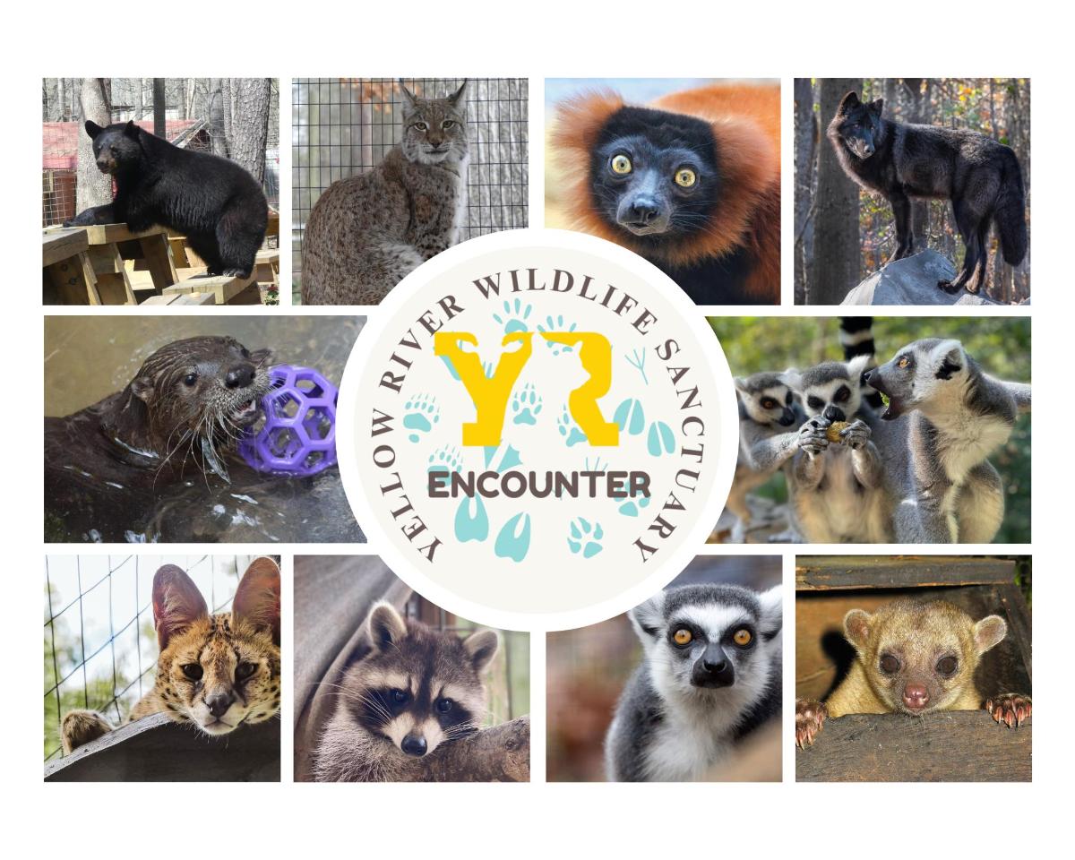 a collage of photos of cats and other animals