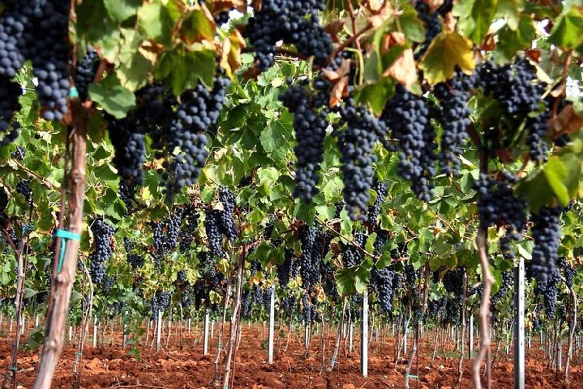 a bunch of black grapes growing in a field