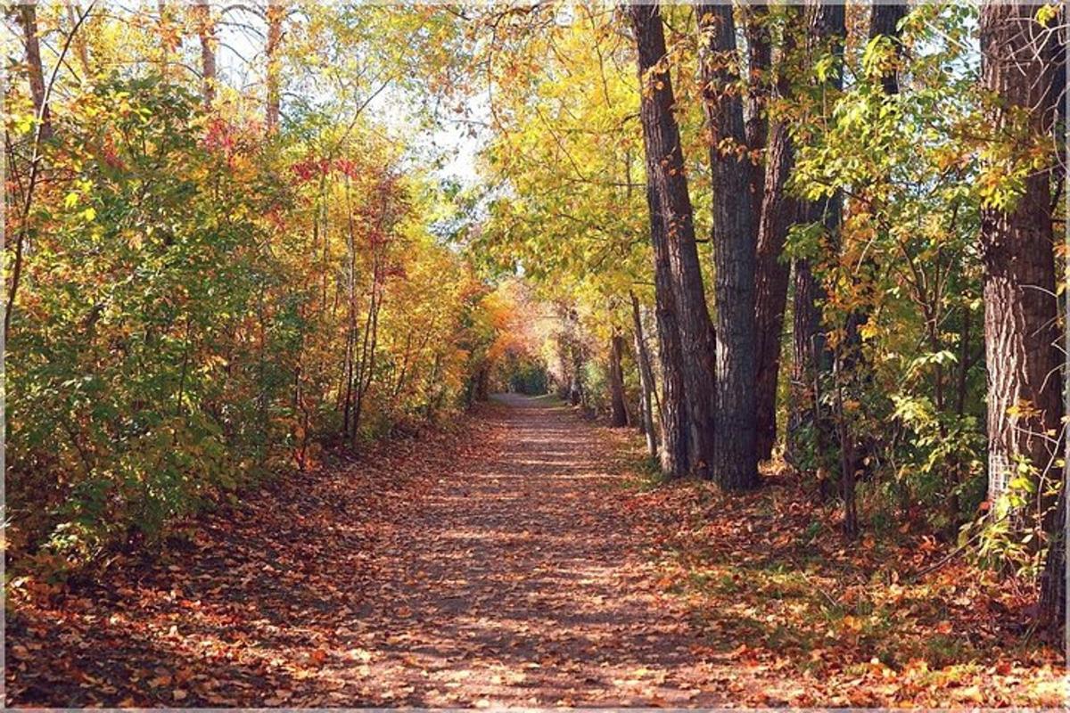 a dirt road with trees and leaves on it