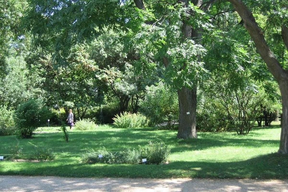 a person walking in a park with trees and grass