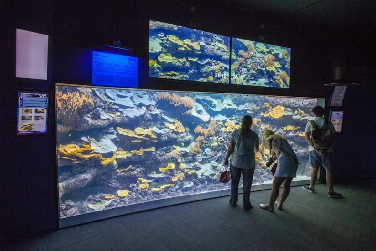 a group of people looking at a large fish tank