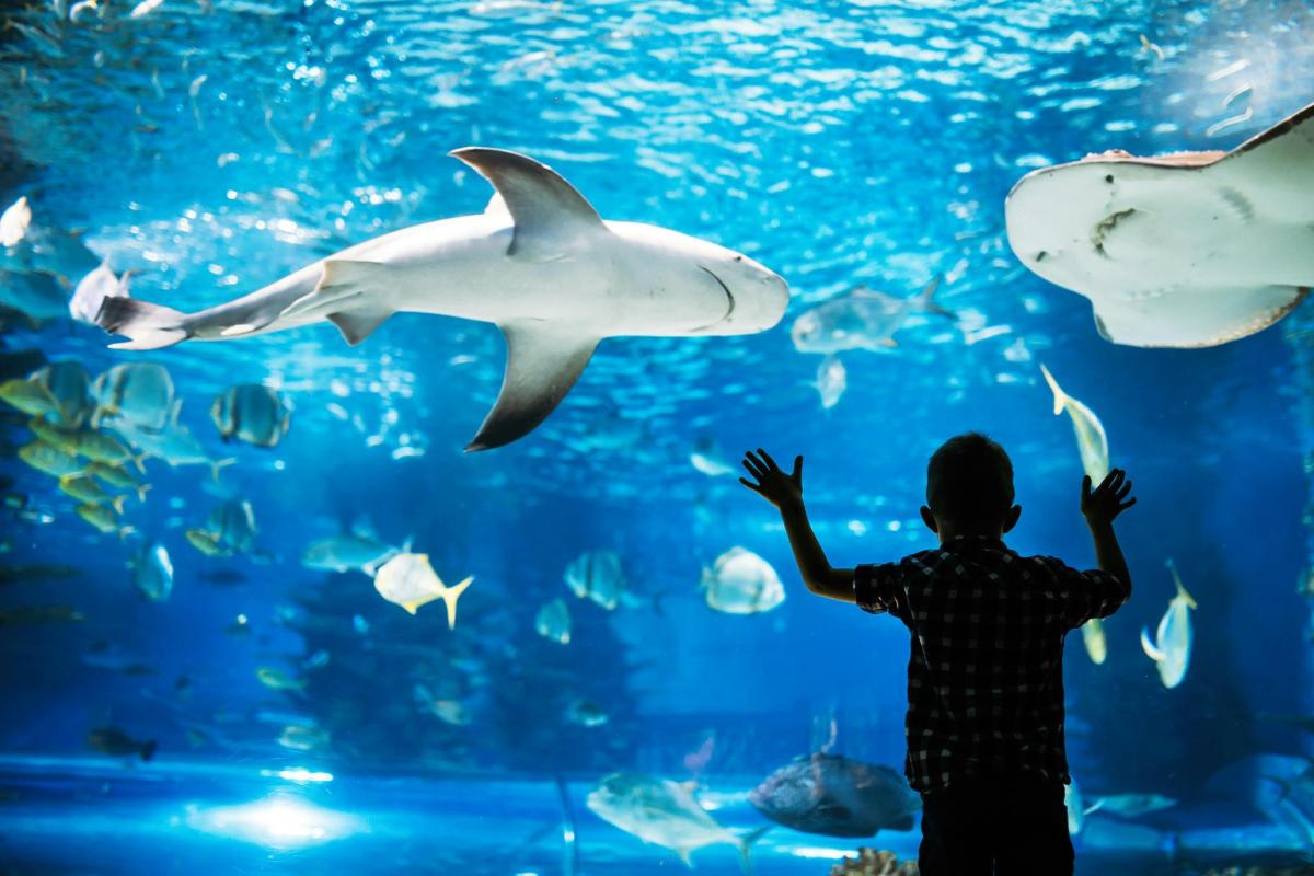 a child looking at fish in an aquarium