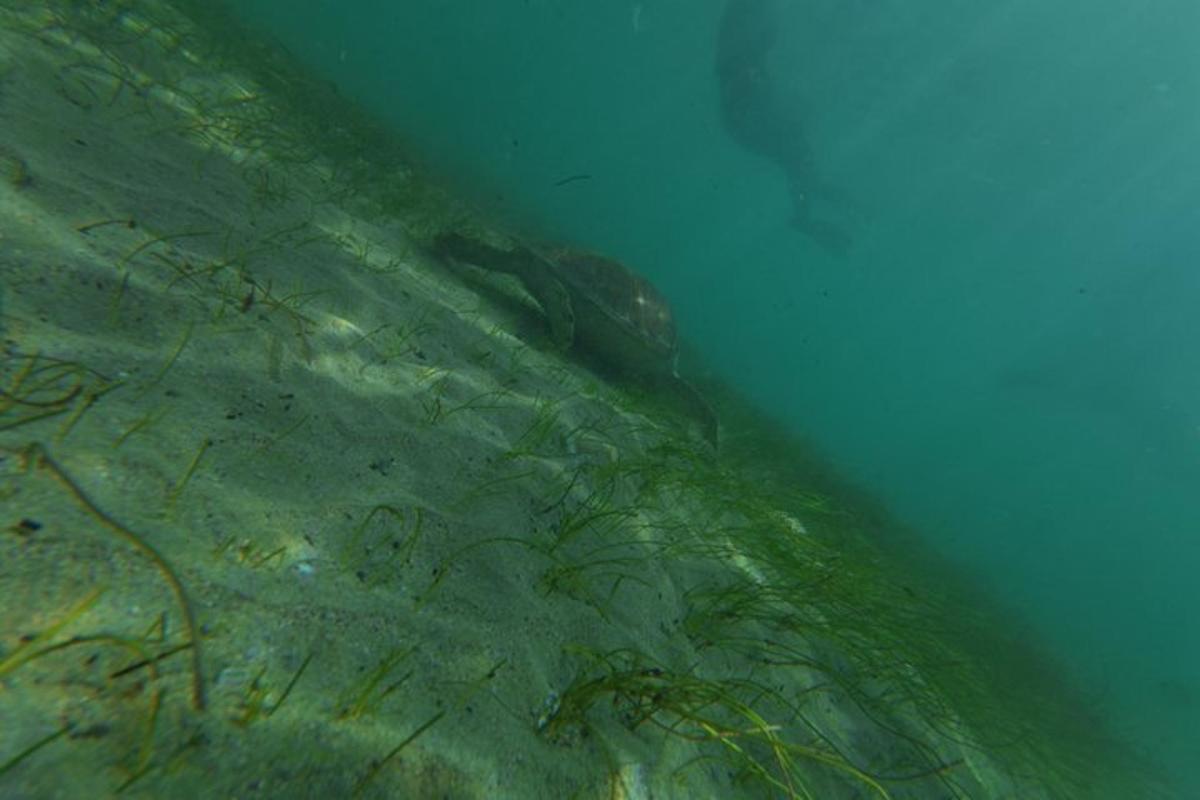 una serpiente nadando en el agua