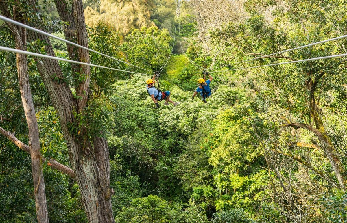 a group of people walking on a zip line through a forest