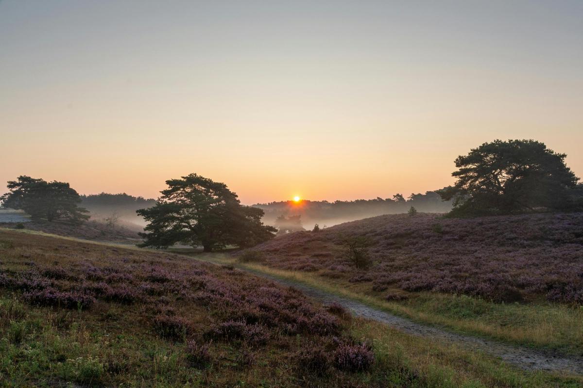 a misty sunrise on a hill with trees and a dirt road
