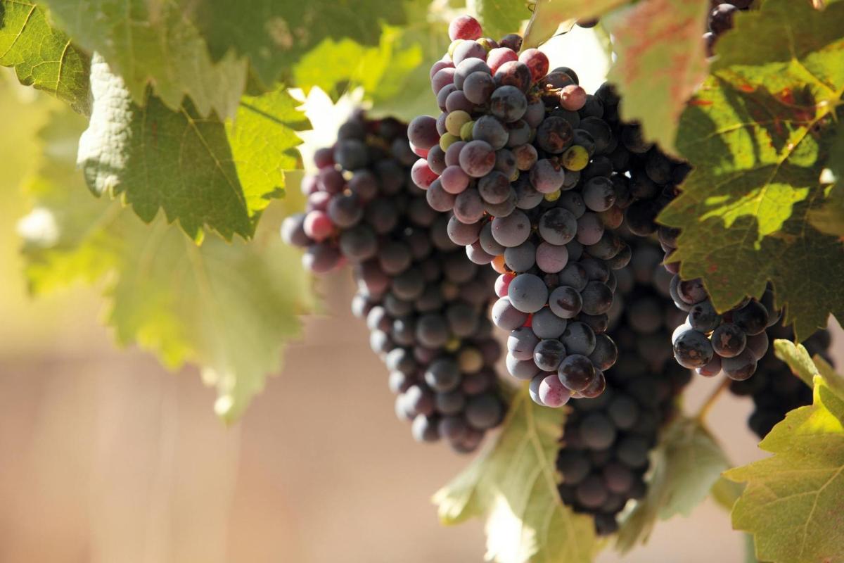 a bunch of grapes hanging on a vine