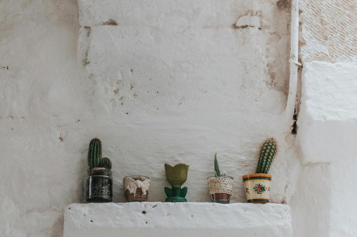 a shelf with cactuses and other items on a wall