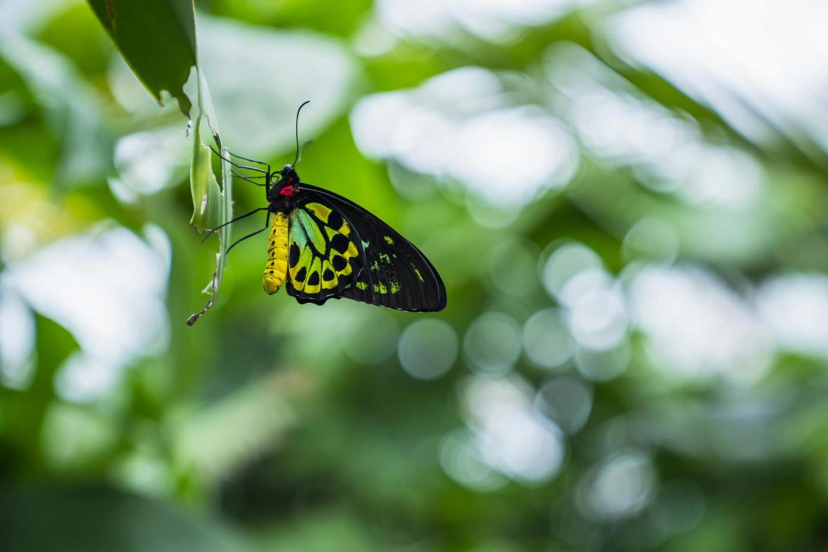 a black and yellow butterfly hanging from a tree