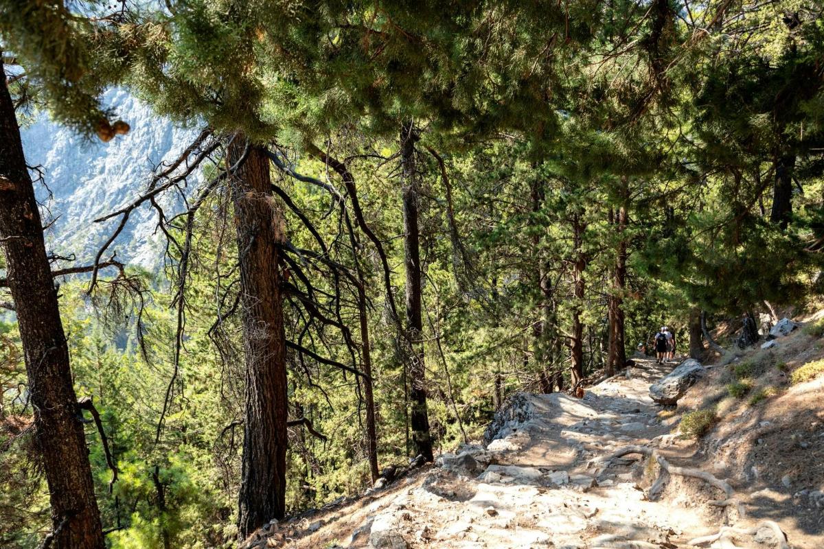 a trail in a forest with a mountain in the background