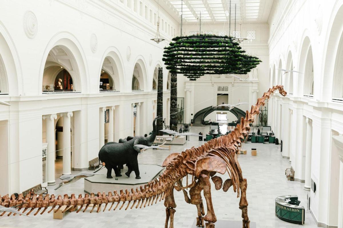 a museum with several dinosaur skeletons in a hallway