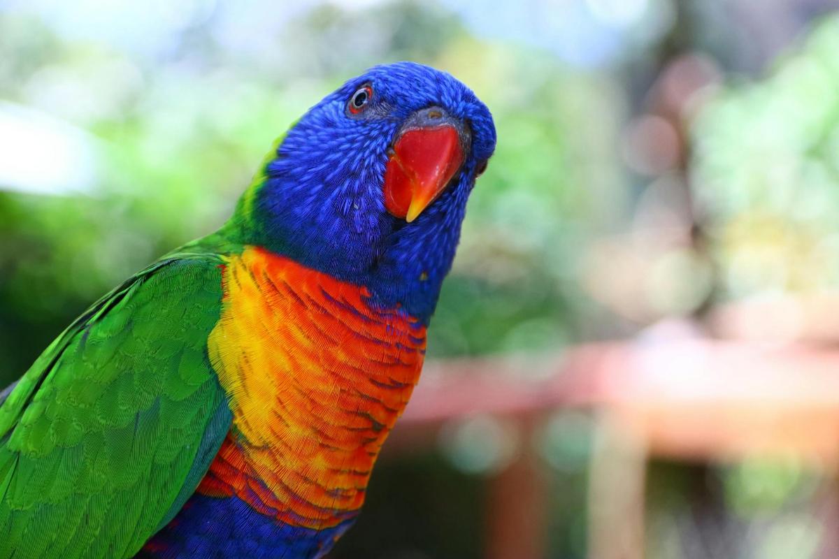 a colorful bird with a red beak