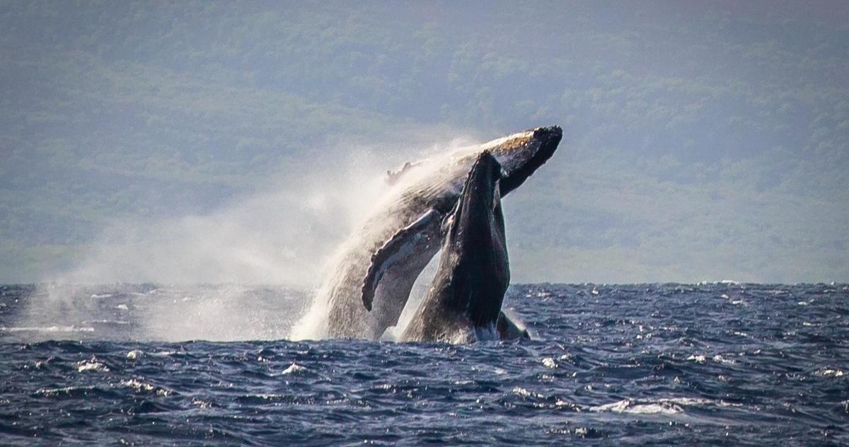 a humpback whale jumping out of the water