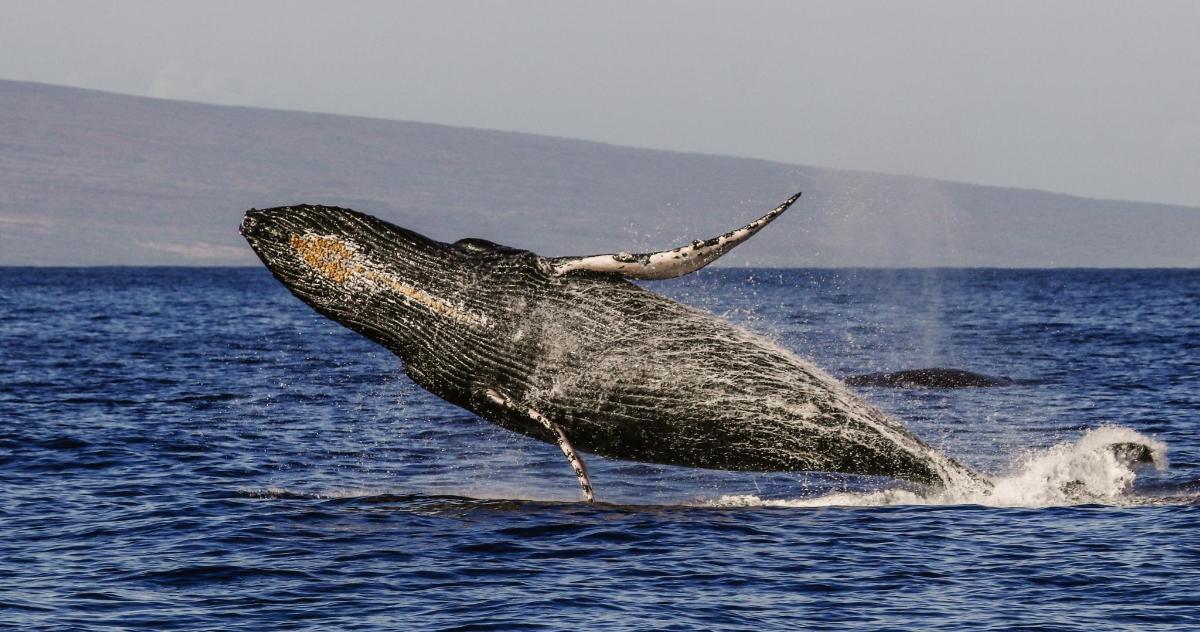 a humpback whale jumping out of the water