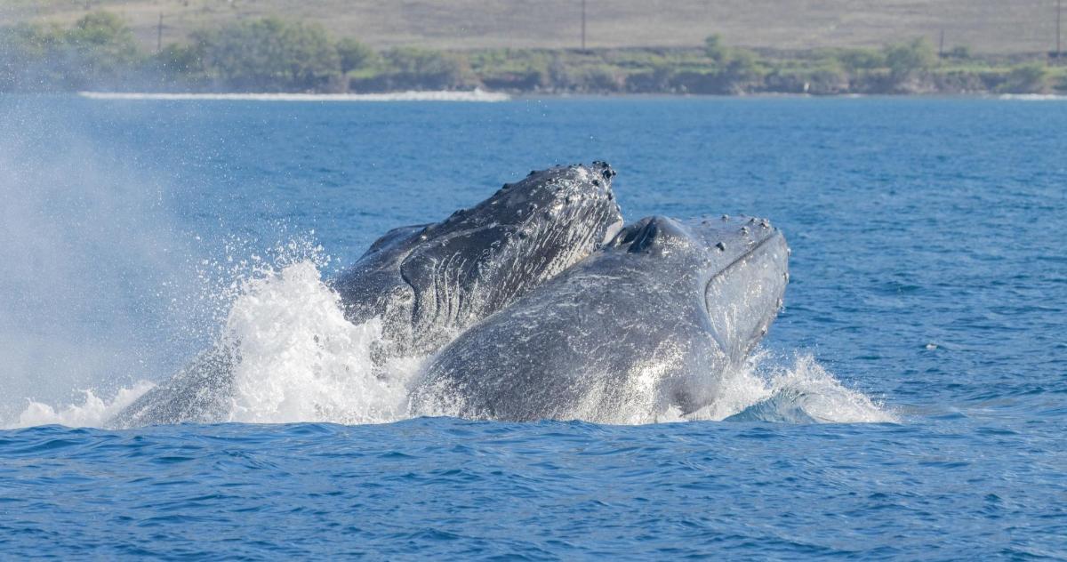 a couple of dolphins in the water