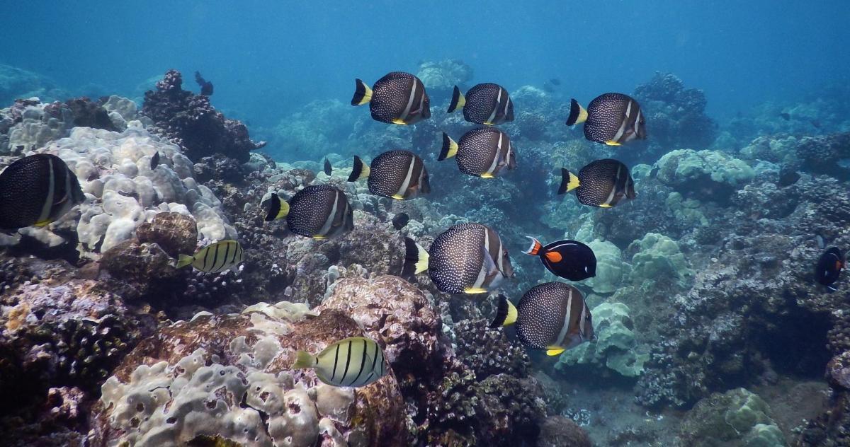 a group of fish on a coral reef