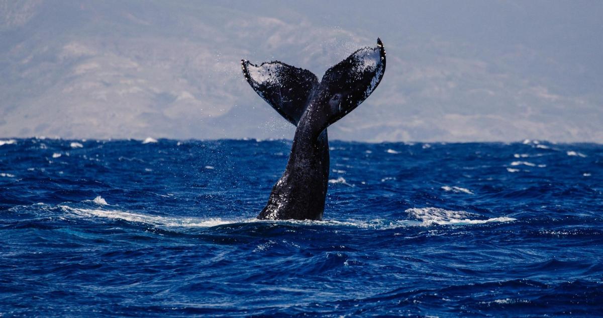 a whale tail sticking out of the water