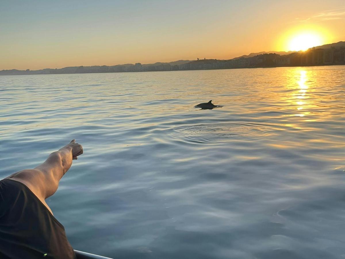 a dolphin swimming in the water at sunset