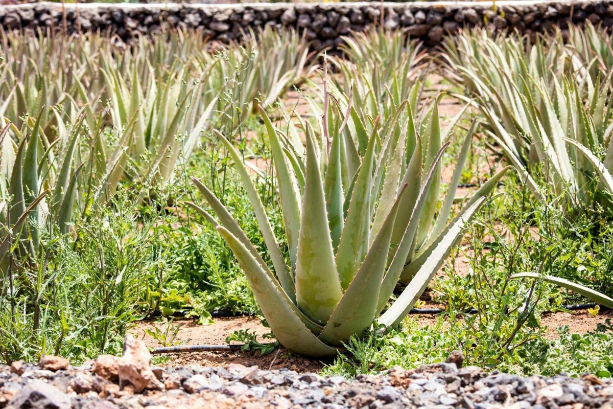 gel puro aloe vera finca canarias Pure Aloe Vera Gel 250ml main image 0