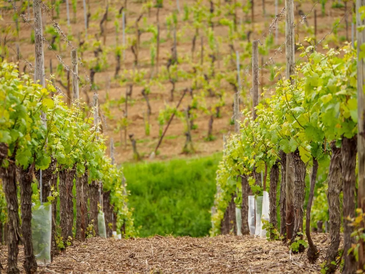 Visite de l'Alsace et dégustation de vins – photo 4