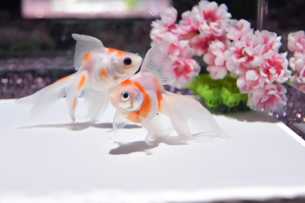 两条金鱼站在一瓶花旁边。