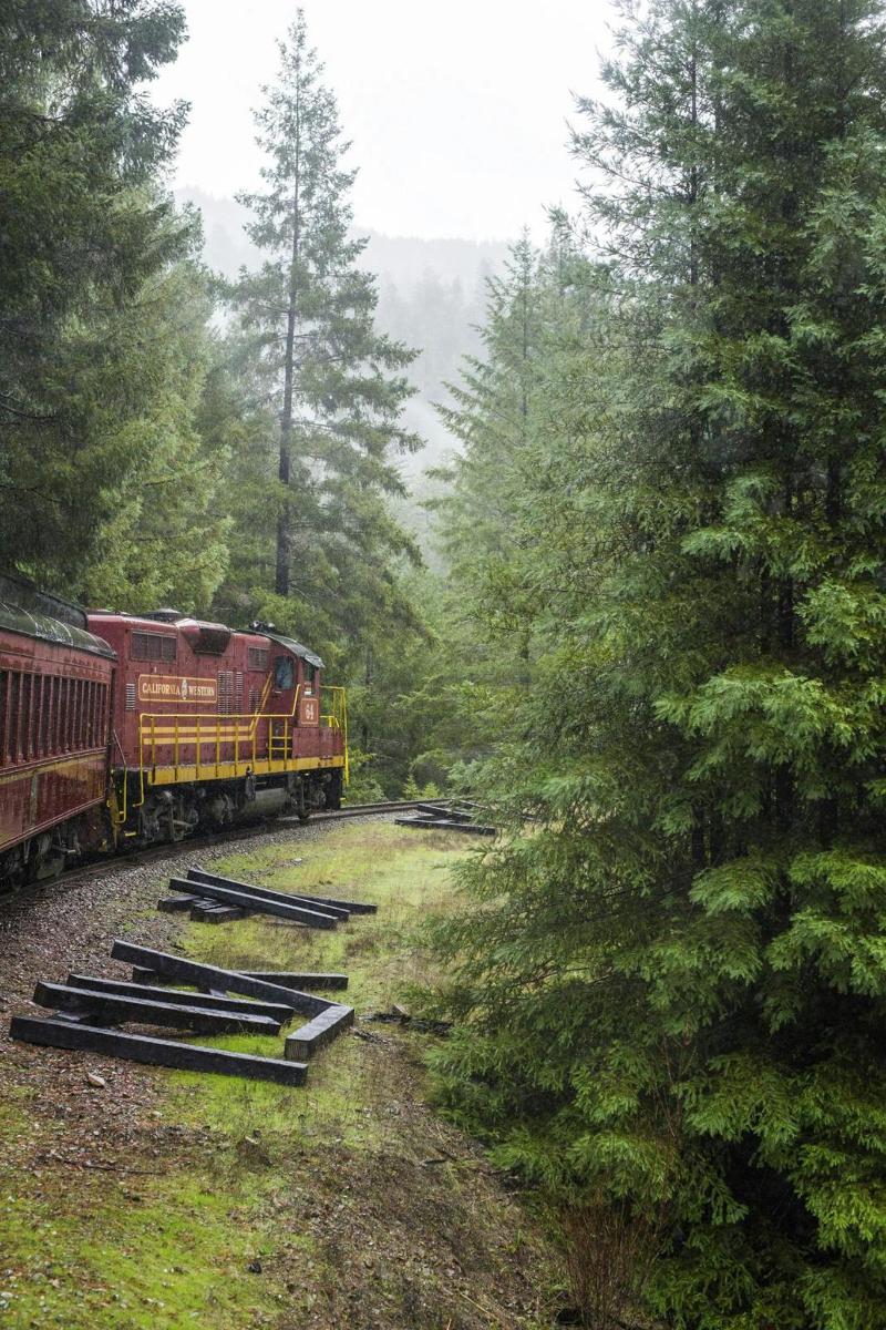 a train is on the tracks in a forest