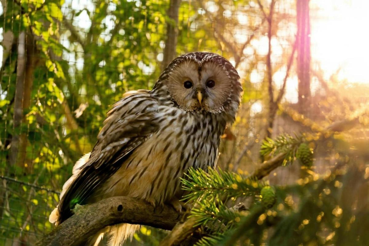an owl sitting on top of a tree branch