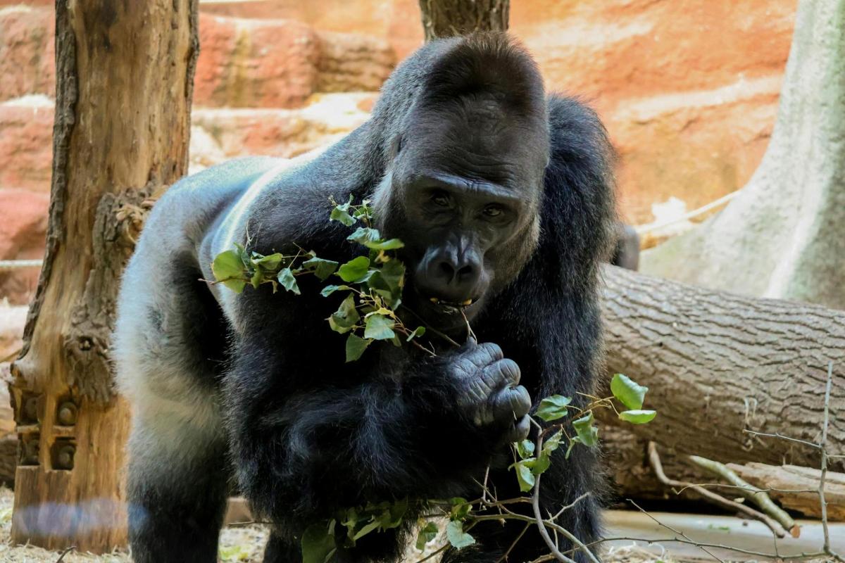 a gorilla holding a plant in its hands