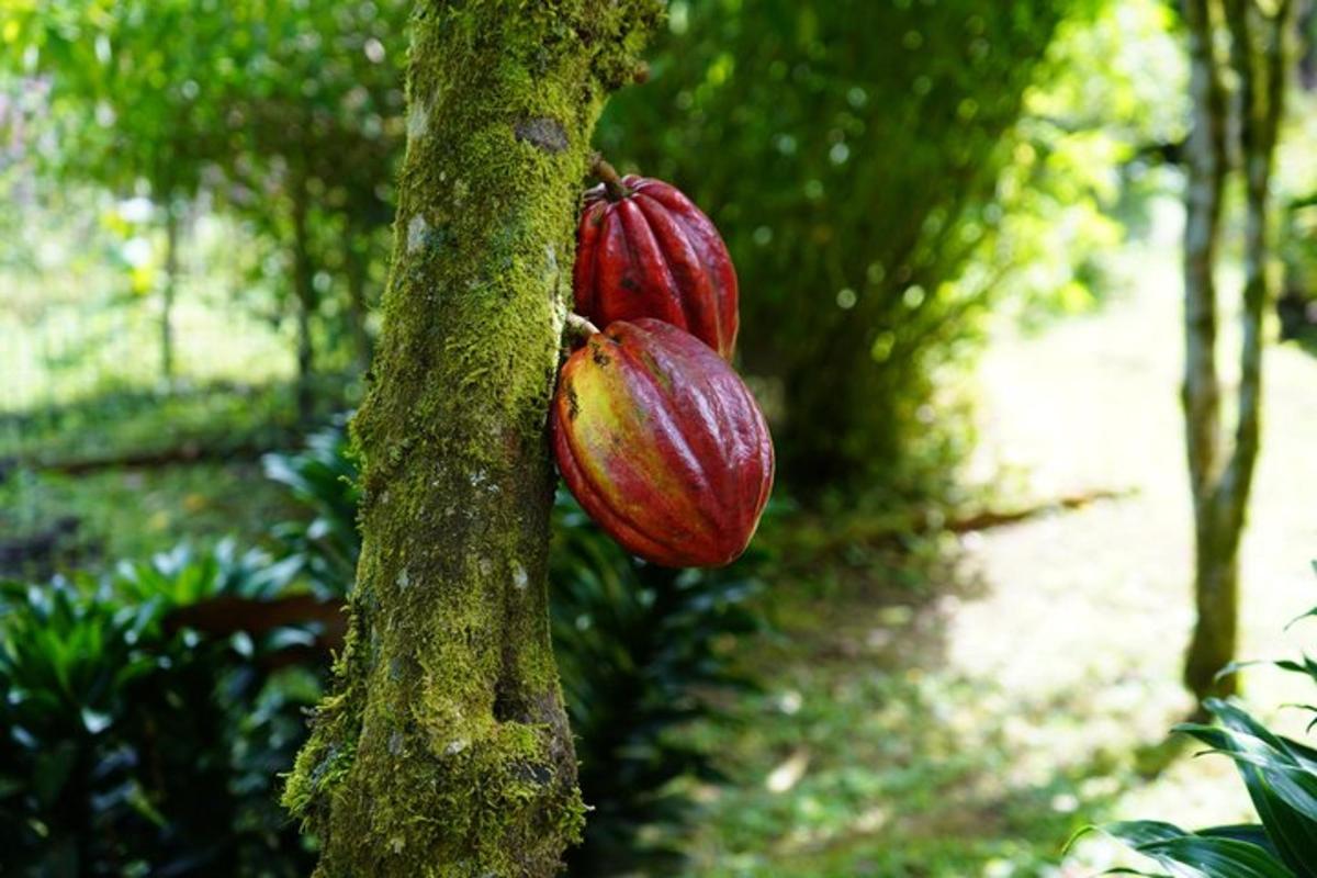 two red onions hanging from a tree in a forest