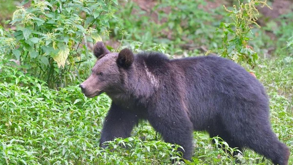 a black bear walking through a field of grass