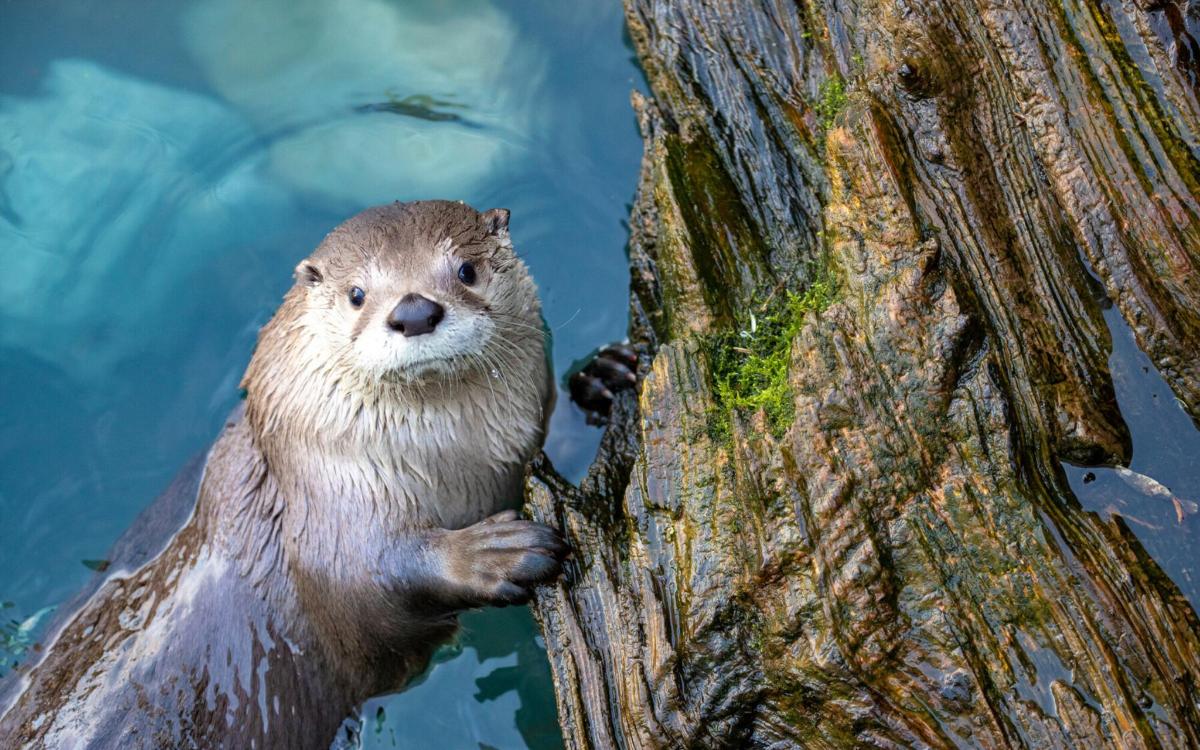 a otter standing on a tree in the water