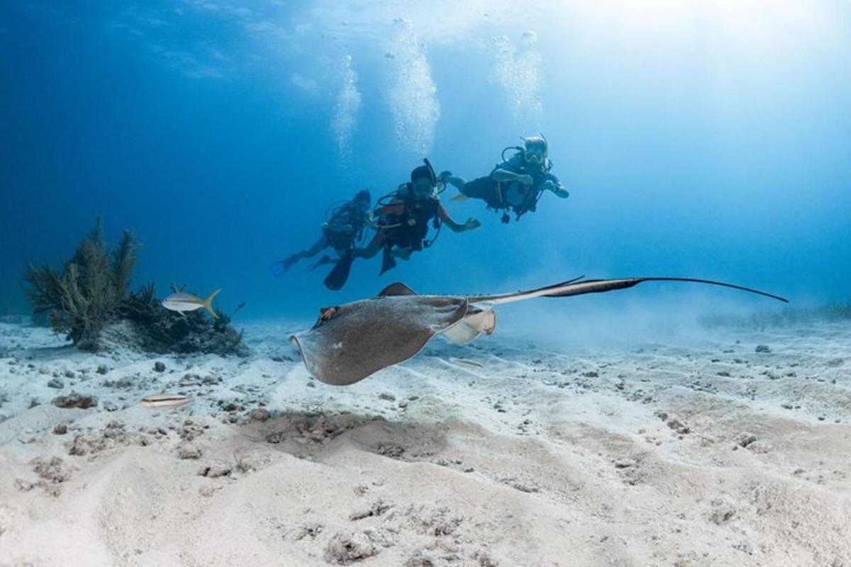 a group of people swimming in the ocean with a stingray