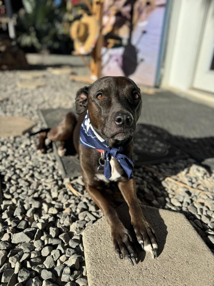 a brown dog wearing a bow tie sitting on rocks