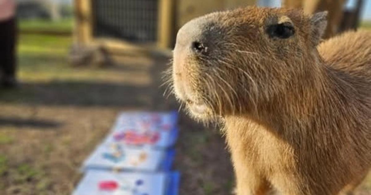 a close up of a small animal standing next to a box
