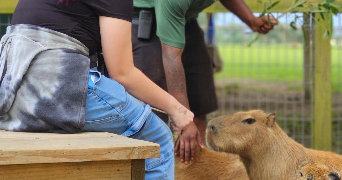 una persona acariciant un animal marró en un banc