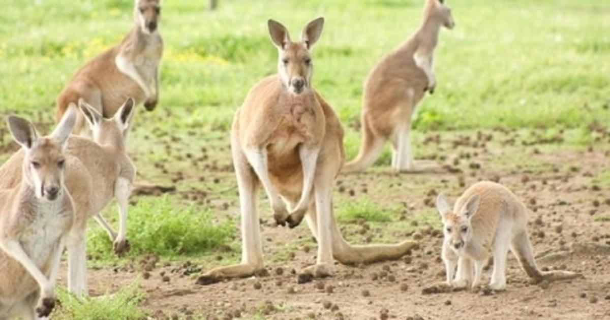 a group of kangaroos running in a field