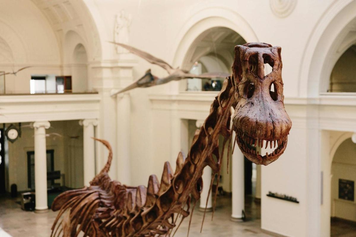 a skeleton of a dinosaur hanging in a museum