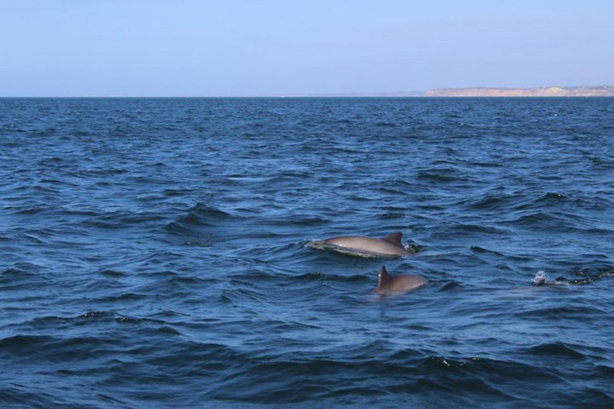 a couple of dolphins swimming in the water
