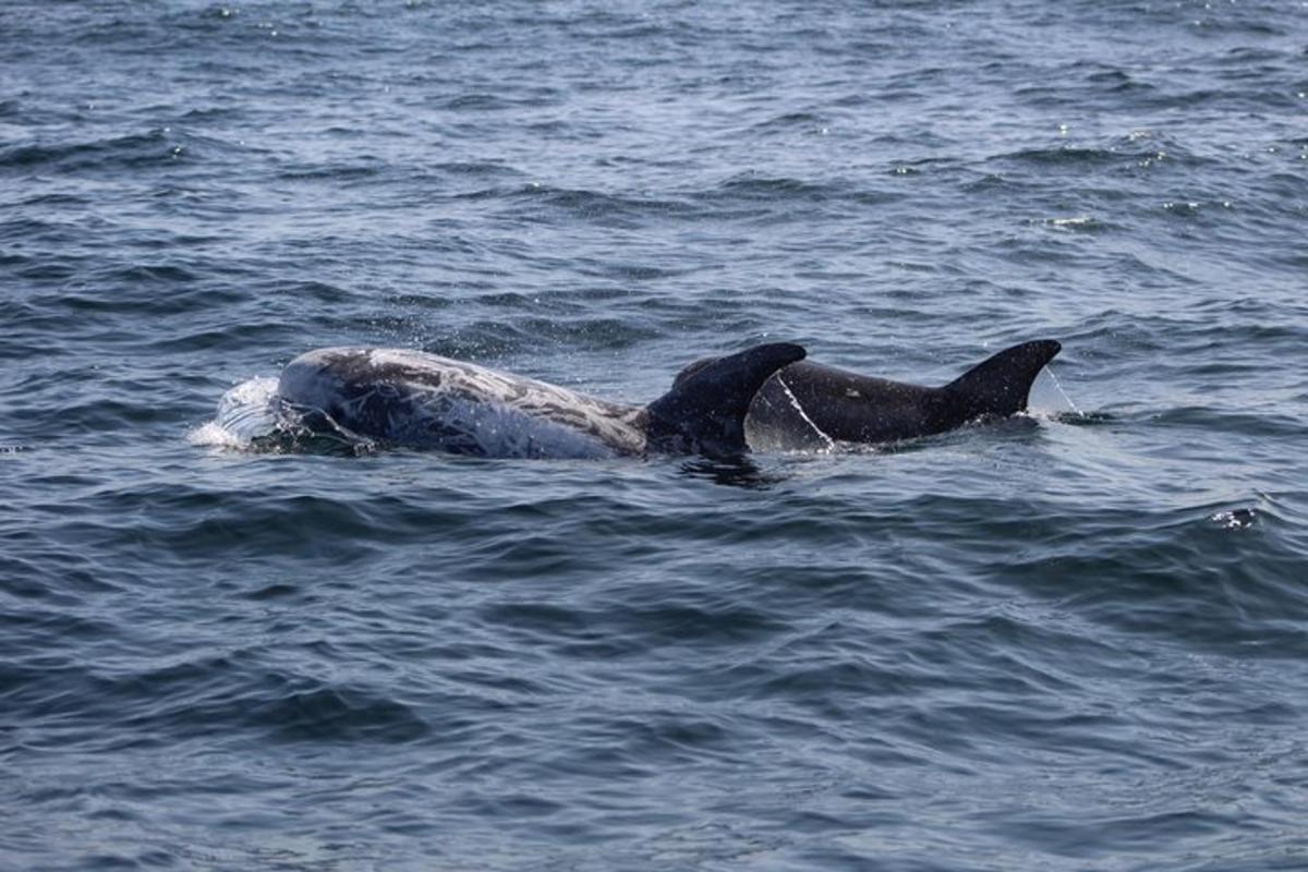 a pair of dolphins swimming in the water