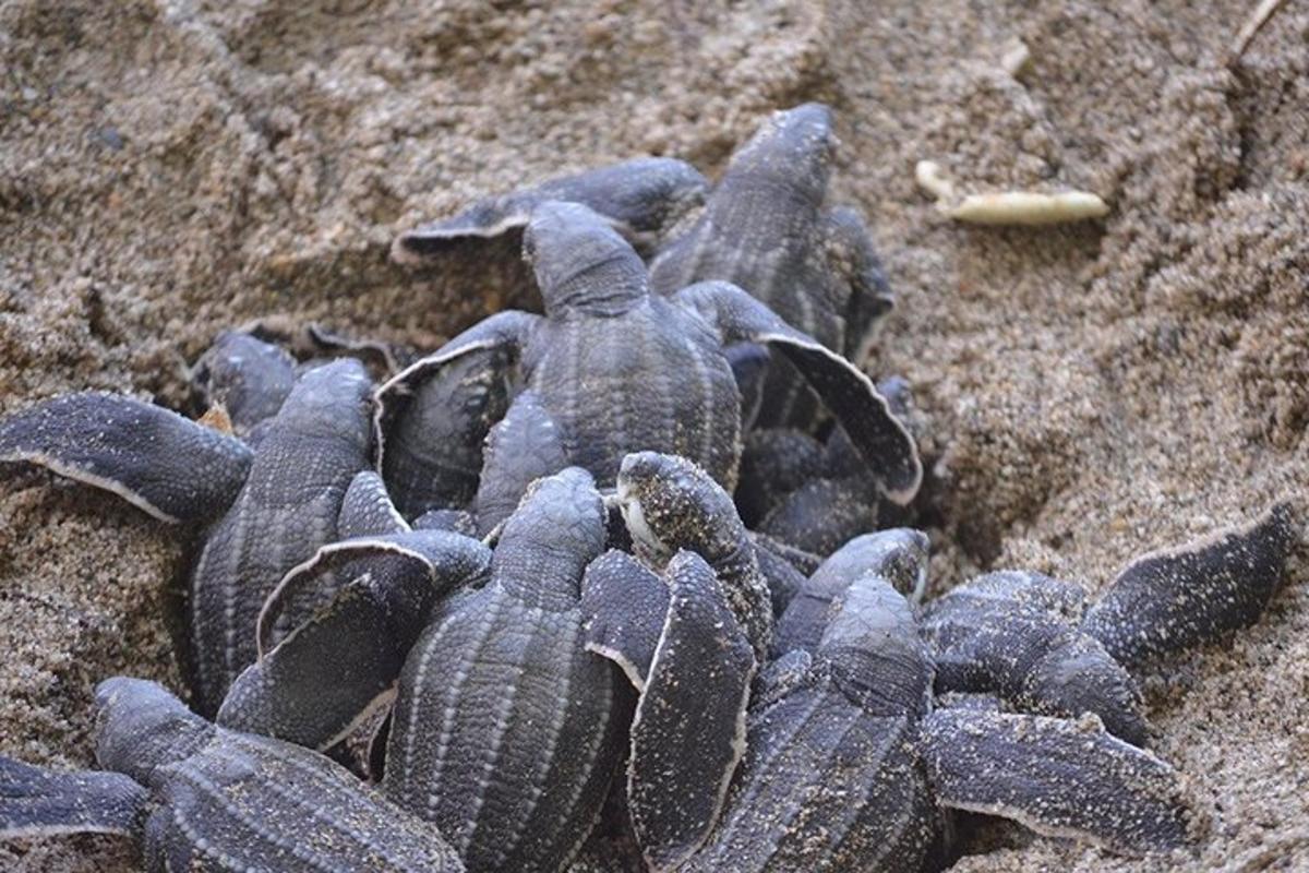 a group of turtles sitting on the sand