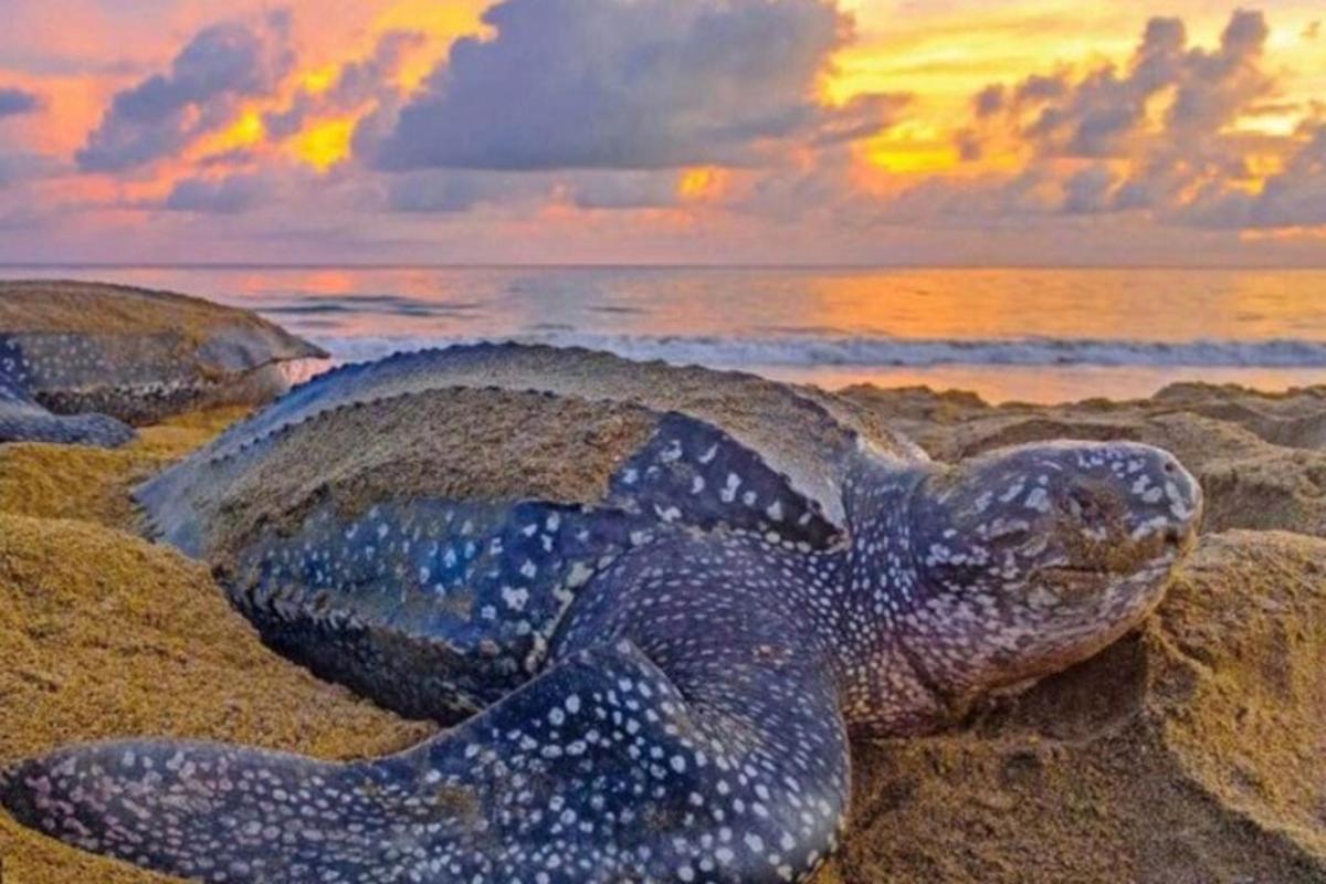 a turtle on the beach with the sunset in the background