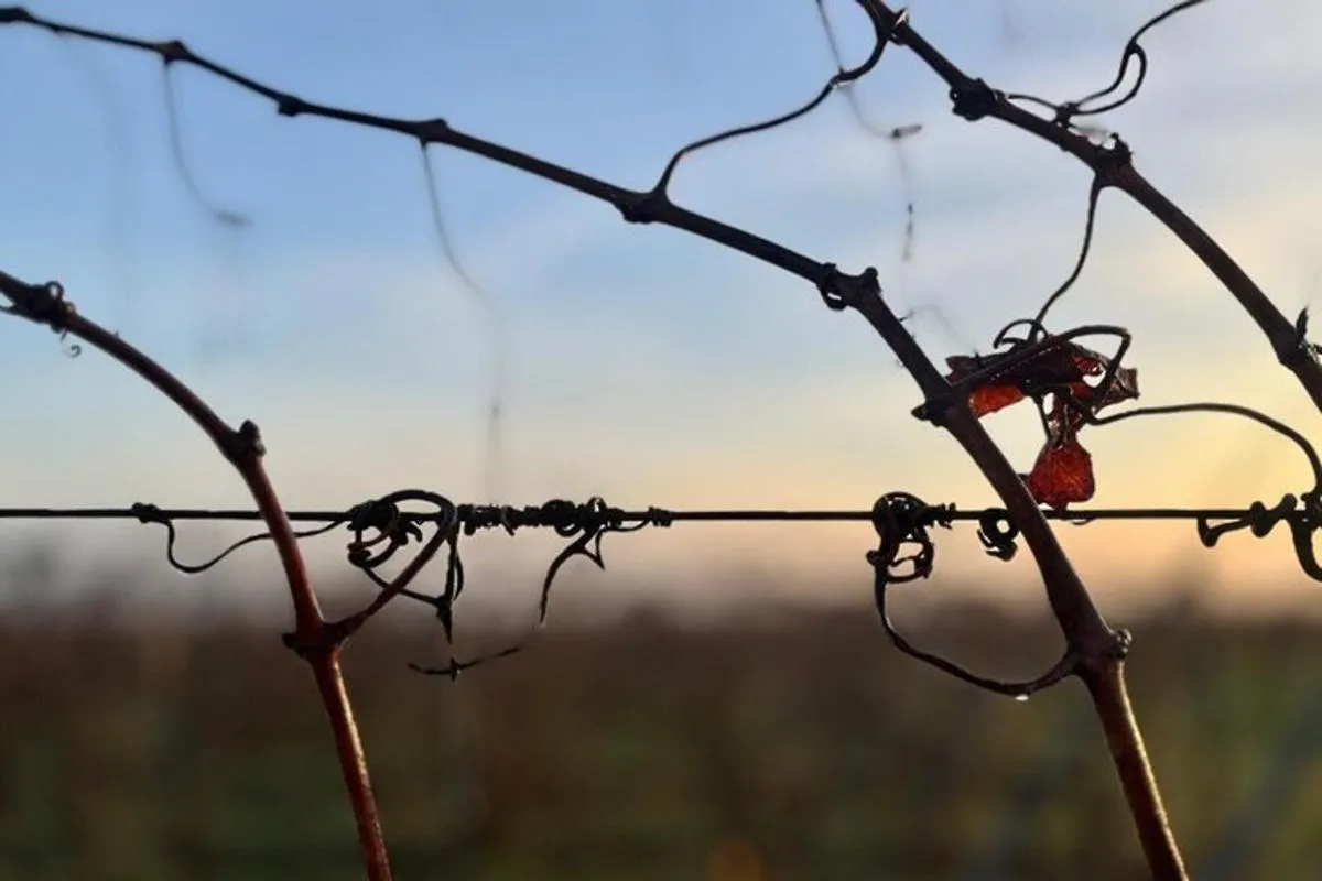Alsace : Visite Chai Paille Unique/Dégustation Vins Biodynamiques – photo 13